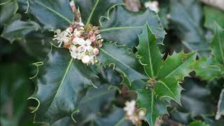 Ilex aquifolium [upl. by Siradal]