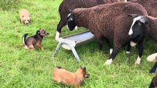 Storm Agnes preparation Horses gallop to shed lambs stampede to food [upl. by Eizle]