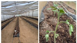 How to Grow Tomato in Soilless Media Tomato Cultivation Soilless Farming [upl. by Agle]