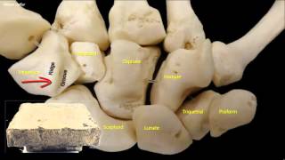 Osteology of the hand [upl. by Gabriellia]