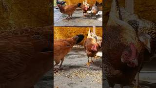 👆Gapeworm🪱 கோழிகளுக்கு ஏற்படும் சுவாச பிரச்சனை🐔shorts siruvidai chickenfarming kozhivalarpu [upl. by Alena]