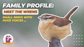 Family Profile Meet the Wrens small birds with huge voices [upl. by Ulani]