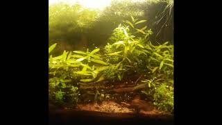 Leaf Litter  Aquarium Feature 30 Gallon Asian Subtropical Stream Biotope [upl. by Alyose]