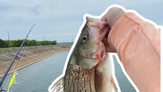 Hybrid Striped Bass  Chimney Rock Pumpback Lake  Oklahoma [upl. by Moriarty]