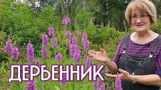 ДЕРБЕННИК – защита от судорог и кровавых поносов [upl. by Asek581]