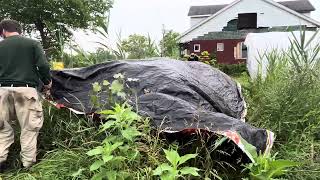 Phragmites growing in Detroit being Covered [upl. by Denby]