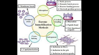 Immobilization of ENZYMES I CELLS I METHODS I TECHNIQUES [upl. by Iur]