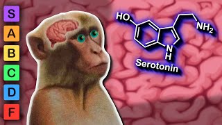 Which Neurotransmitter is the Most Stimulating Neurotransmitter Lore [upl. by Ayomat828]