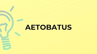 What is the meaning of the word AETOBATUS [upl. by Maryjo177]