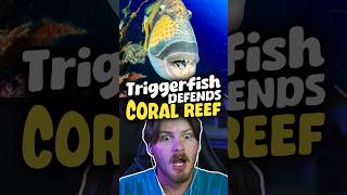 Triggerfish Defends Coral Reef 🔥 triggerfish sealife coralreef [upl. by Ressay196]