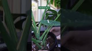 Repotting Monstera Thai Constellation Full video up on my channel  monsterathaiconstellation [upl. by Levram]