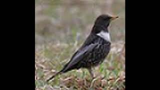 Bird Ring Ouzel singing – An original recording of a bird in its natural habitat [upl. by Purse]