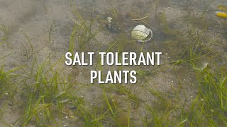 5 in FIVE Salt Tolerant Plants [upl. by Vladamar]