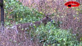 Hunting Whitetail Deer  Pre Rut Dominant Bucks October 18 [upl. by Ylevol432]