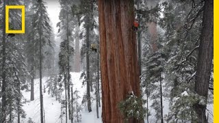 Magnificent Giant Tree Sequoia in a Snowstorm  National Geographic [upl. by Katharine]