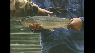 Fly Fishing Northwest – Searun Cutthroat Trout [upl. by Mittel]