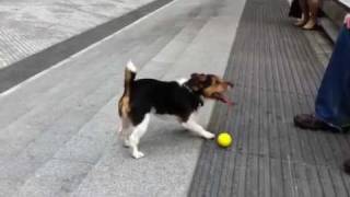 Clever dog plays fetch with himself [upl. by Emlen679]