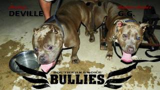 Southern Smoke Pitbulls  Pocket Bully Razors Edge Breeding [upl. by Wildon642]