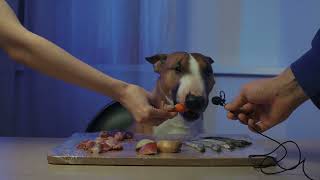 The dog eats fish chicken stomachs and hearts Minibull eats ASMR mukbang [upl. by Aical]