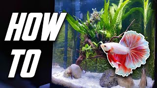 The Betta Fish Tank Guide For Everyone Set Up Equipment amp More [upl. by Enitsirc]