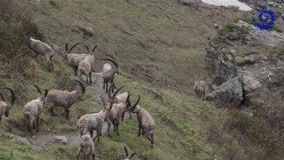 Suivi du bouquetin des Alpes dans le Parc national de la Vanoise [upl. by Neetsyrk603]