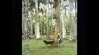 Louisiana Catahoula Leopard Dogs tree raccoon practice [upl. by Matthew]