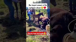 Toycha lekin onadini yonidan ketmagansevishganlarsuhbati sarvar horse [upl. by Nuahc]