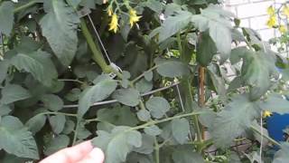 Tomato Hornworm Treatment amp Results Using Organic BT Pesticide [upl. by Acissaj499]