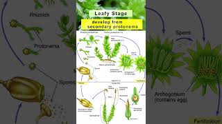 Mosses  Characteristics Species Life Cycle amp Reproduction  Bryophytes  Class11  Adhyayanta [upl. by Ocirled]