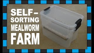 How to build a mealworm farm [upl. by Elleiand]