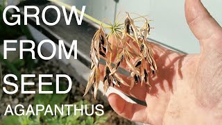 Can you grow agapanthus from seed [upl. by Lewap]