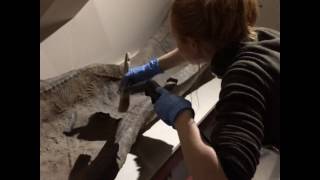 Cleaning a Roman lead coffin lid St Albans Museums January 2017 [upl. by Nabalas]