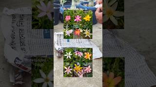 Where to Buy Different Types of Rain Lily Bulbs gardening [upl. by Kalindi455]