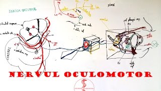 Nervul OCULOMOTOR [upl. by Wurtz]