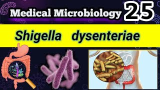 Shigella dysenteriae Shigellosis Food poisoning شرح بالعربي [upl. by Eeliram]