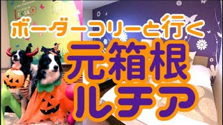 【犬と旅行】元箱根ルチアに泊まったよ♪ボーダーコリーのアンジーとコニーが元箱根ルチアをご紹介！2020年1024〜31までハロウィンウィークですよ！ [upl. by Arhat]