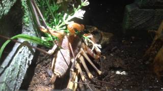 Tailless whip scorpion A coronatus Drinking water from plant [upl. by Nylirej]