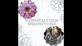 Gymnocalycium Mihanovichii [upl. by Novert]