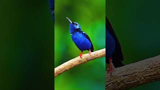 The redlegged honeycreeper birds birdslover beautifulbird nature [upl. by Eisen]