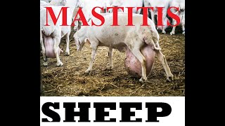 Mastitis DISEASE [upl. by Gard143]