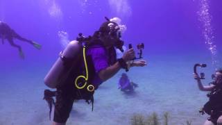 SCUBA Dive with Dolphins in Roatan Honduras CA [upl. by Bascio]