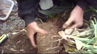 Dividing and RePotting Spiderwort Part 3 of Container Gardening [upl. by Jezabella196]