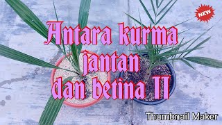 Antara kurma jantan dan betina ada perbedaan 2 [upl. by Ikeda]