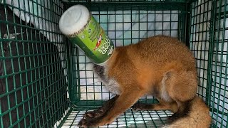 Fox Rescued After Head Stuck in Container🦊 [upl. by Tori]