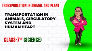 Transportation in Animals and Plants  Part 2  Class 7th Science  Junoon pro [upl. by Dicky]