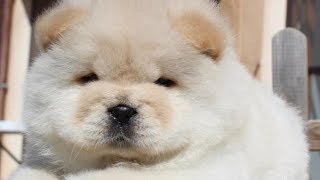 Cute Chow Chow  Chow Chow Puppy  Chow Chow  Chow Chow Dogs compilation 3 [upl. by Berthold]