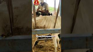 Gau Mata ❤️gaumata gauseva niskamgauseva cow Niskamgauseva [upl. by Erehs]