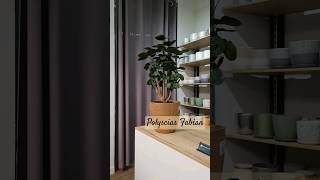 Полисциас Фабианкомнатныерастения растениясдоставкой растения ronigreenhouse plants plantlover [upl. by Yatnohs]