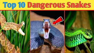 Top 10 Dangerous Snakes In World  Most Amazing Facts [upl. by Carmena]