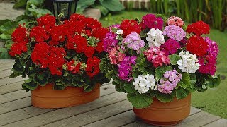 How to Plant Geranium Century Summer Garden Guide [upl. by Acnoib865]